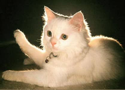 white beautiful Persian cat sale