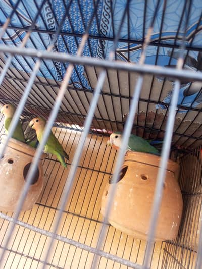 love birds