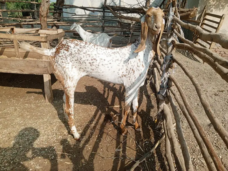 Makhi Cheena Female Bakri for Sale – 36 Inch, 20 Months Old