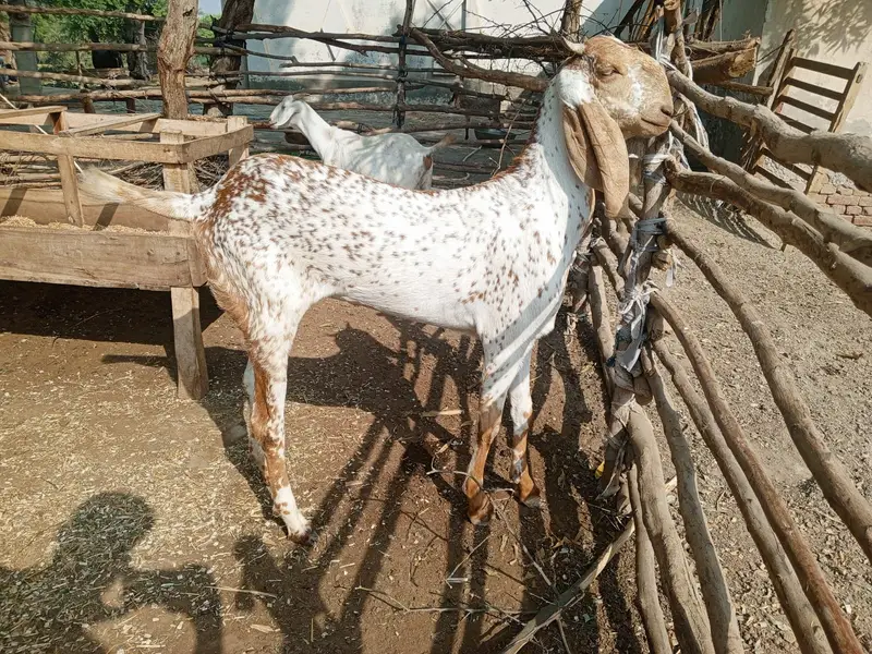 Makhi Cheena Female Bakri for Sale – 36 Inch, 20 Months Old — photo 2