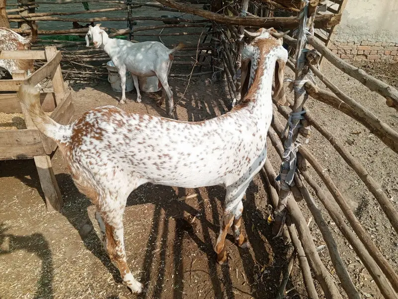 Makhi Cheena Female Bakri for Sale – 36 Inch, 20 Months Old — photo 3