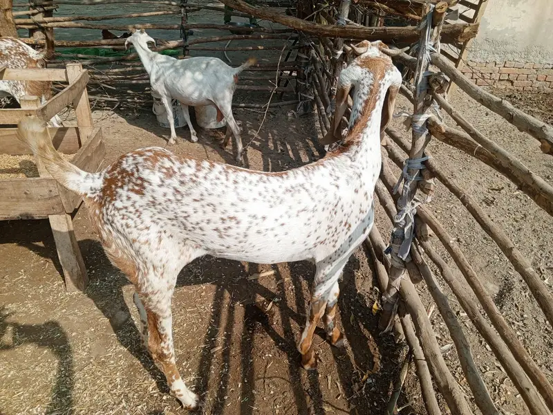 Makhi Cheena Female Bakri for Sale – 36 Inch, 20 Months Old — photo 4