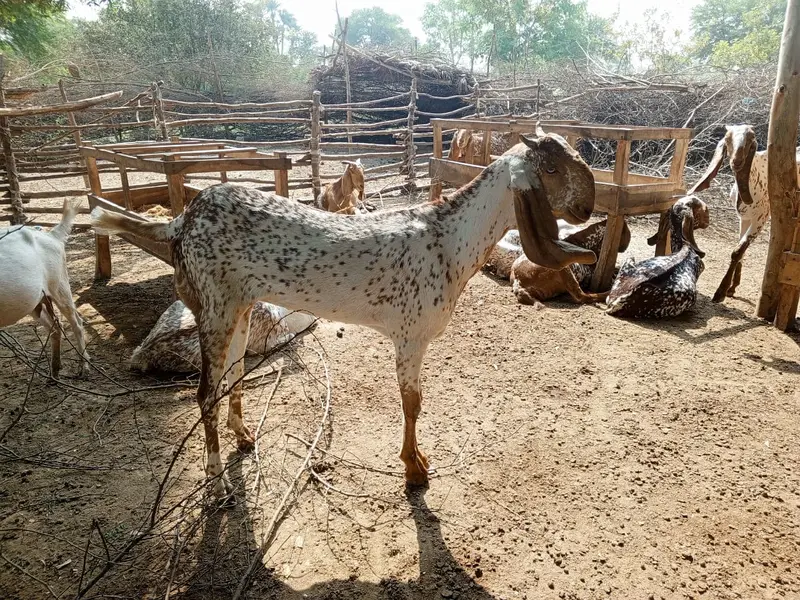 Makhi Cheena Female Bakri for Sale – 36 Inch, 20 Months Old — photo 5
