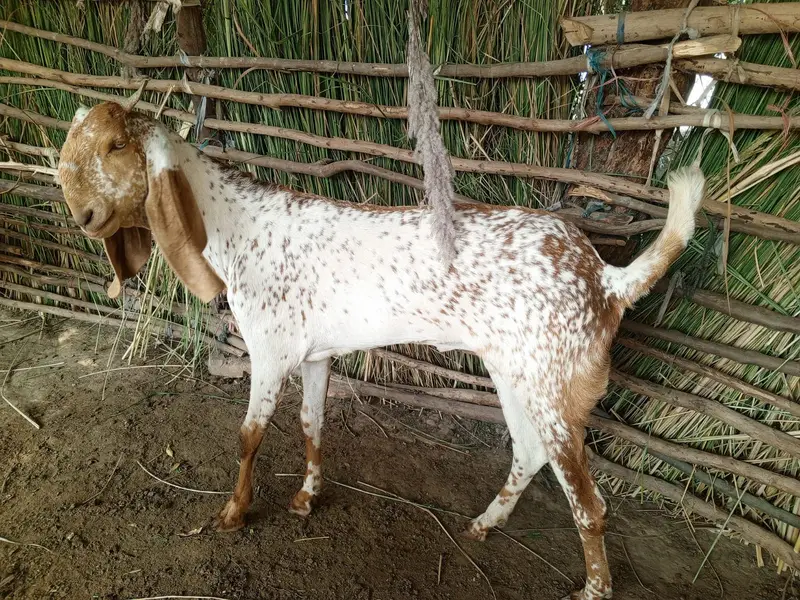 Makhi Cheena Female Bakri for Sale – 36 Inch, 20 Months Old — photo 6