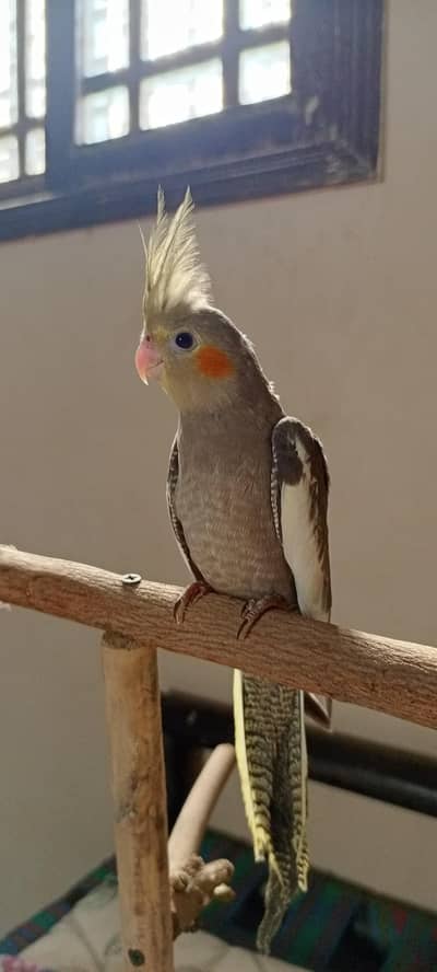 Handtame cockatiel