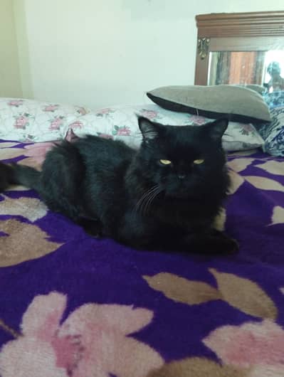 the cat is so beautiful