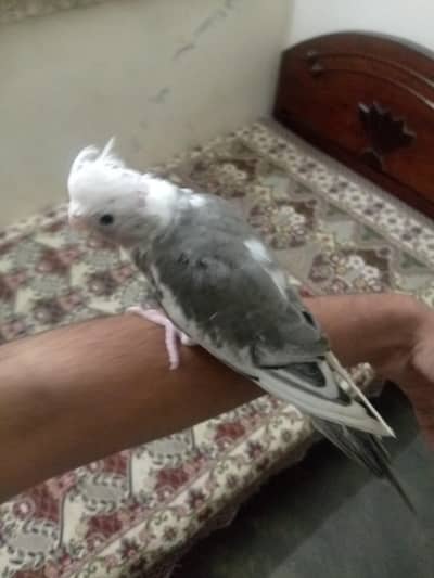 healthy active hand tame ha  cocktail bird is available for sale