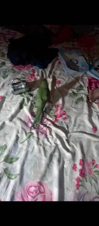 baby parrot