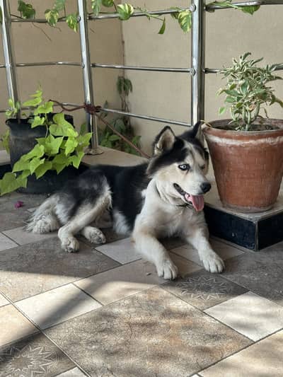 Siberian Husky Male