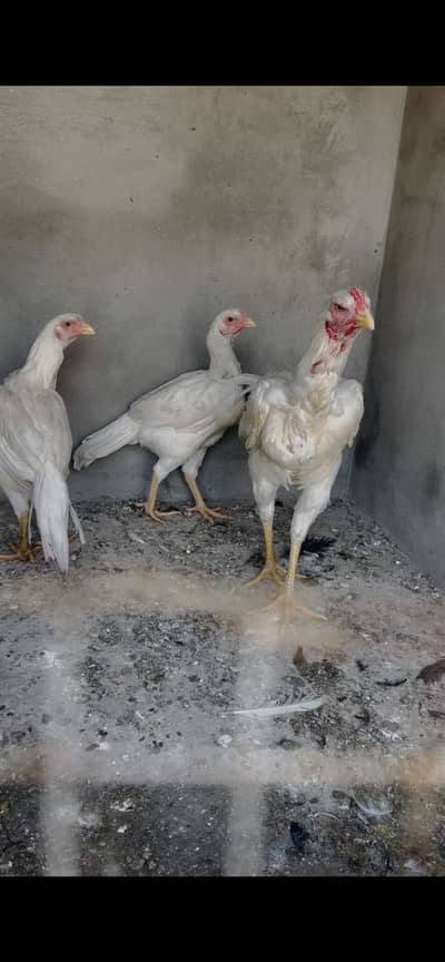 Qandhari Heera pair top blood line bird
