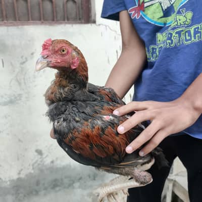 SALETA PAIR + SINDHI 1 MALE AND 3 FEMALES