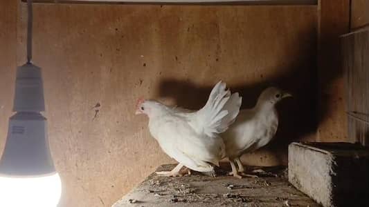 golden buff Golden sebright White polish Japanese parrot beak