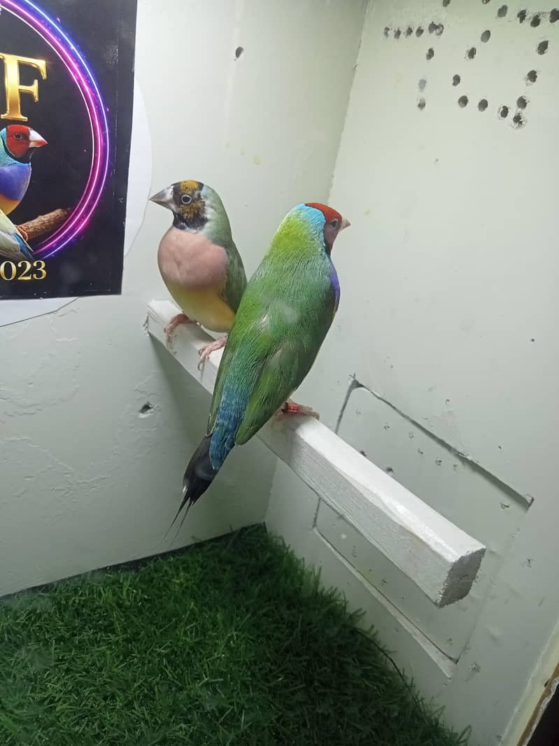 finches 2