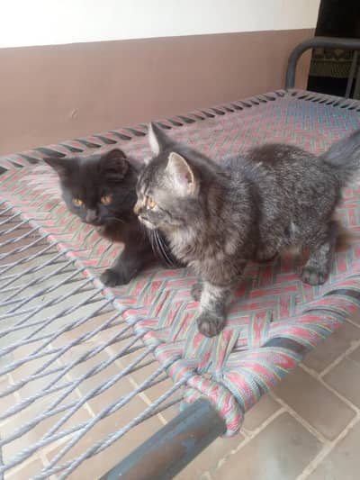 cats for sale