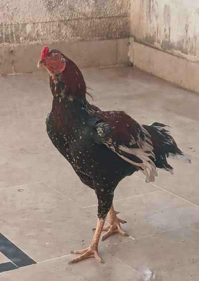Aseel Punjab Beauty