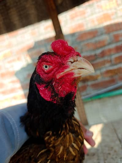 Aseel old blood line supreme quality female