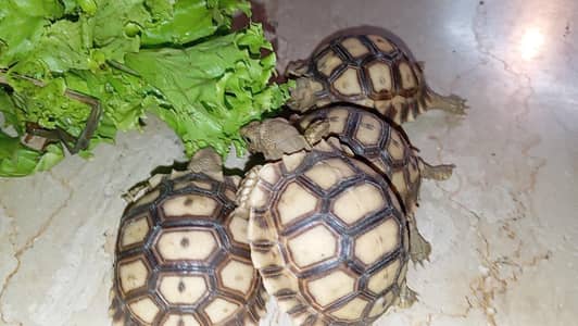 sulcata tortoise