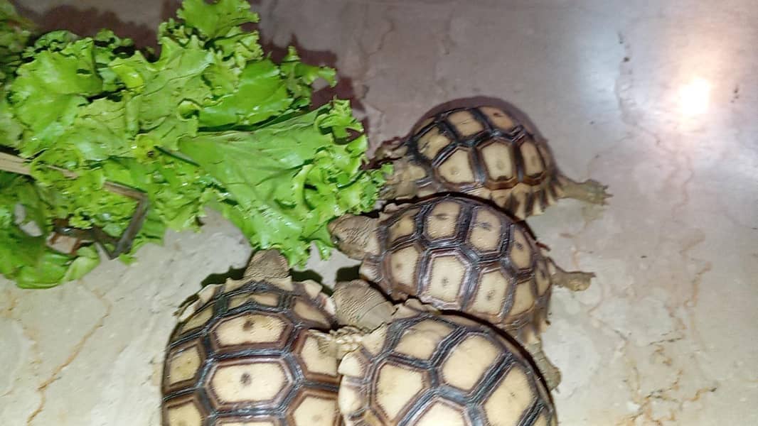 sulcata tortoise 1