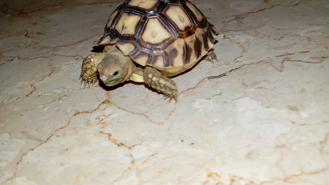 sulcata tortoise 2