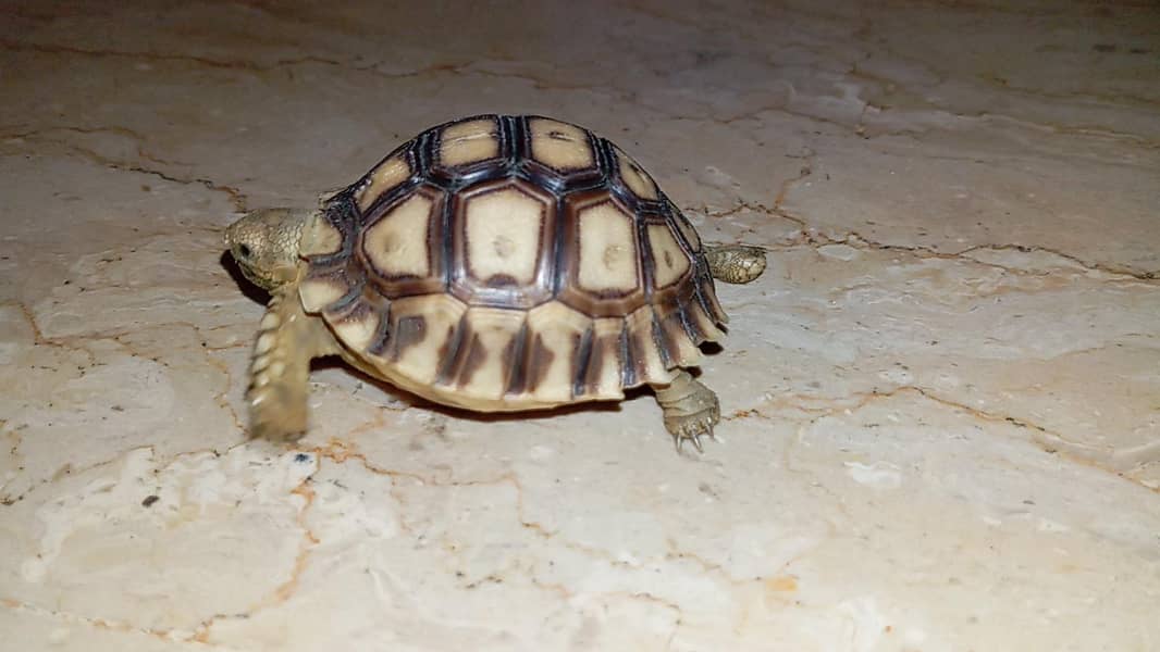 sulcata tortoise 3