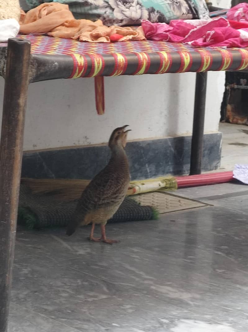 teetar chicks 1