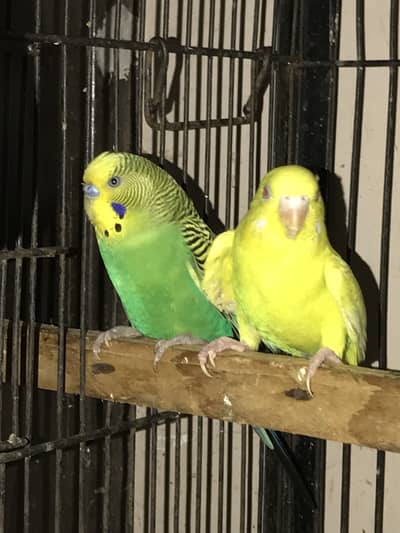 Budgies breeder pairs Available