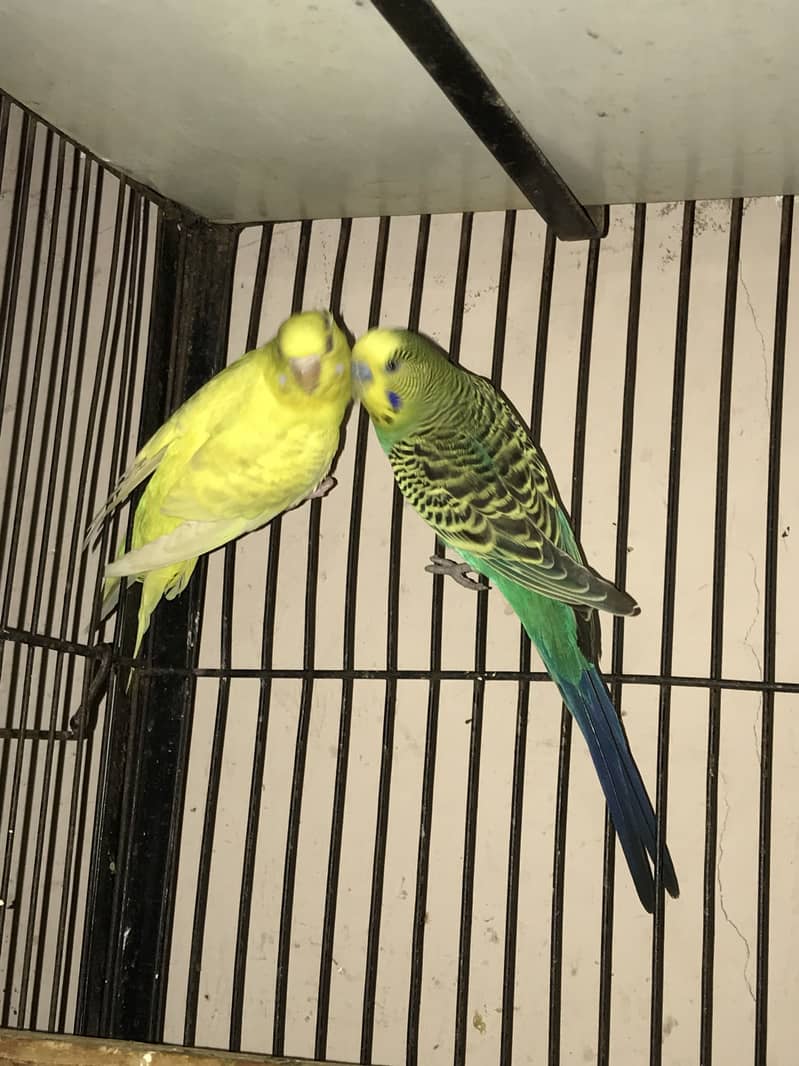 Spangle budgies pair 7