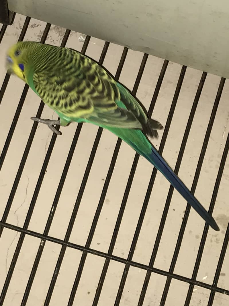 Spangle budgies pair 3