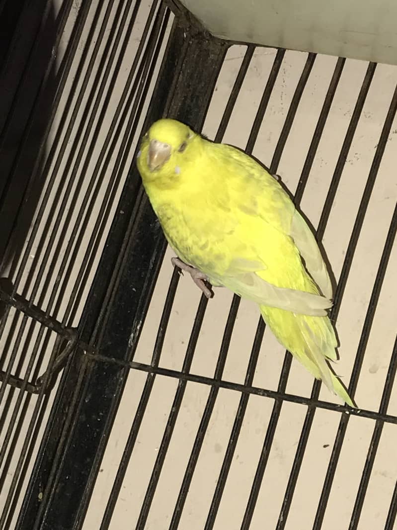 Spangle budgies pair 4