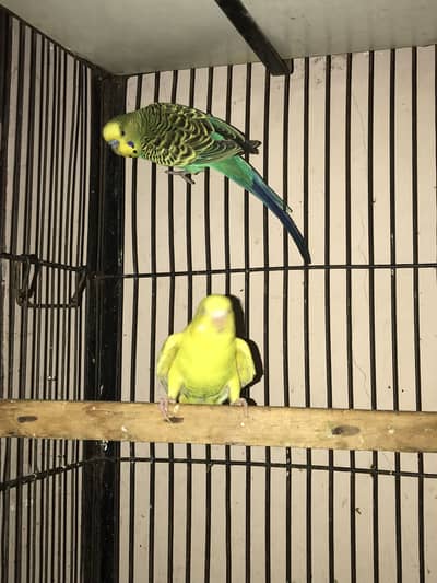Breeder pair