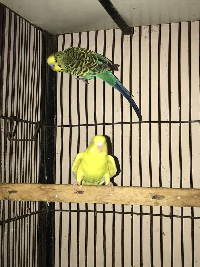 Spangle budgies pair 5