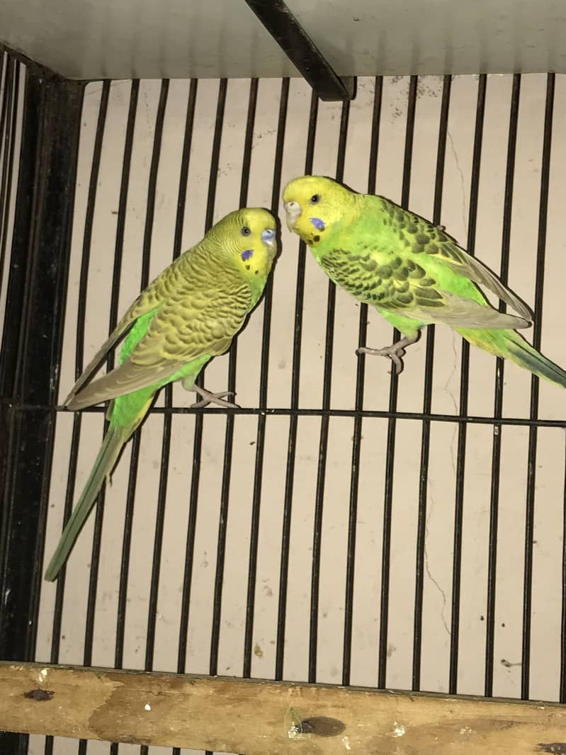 Spangle budgies pair 6
