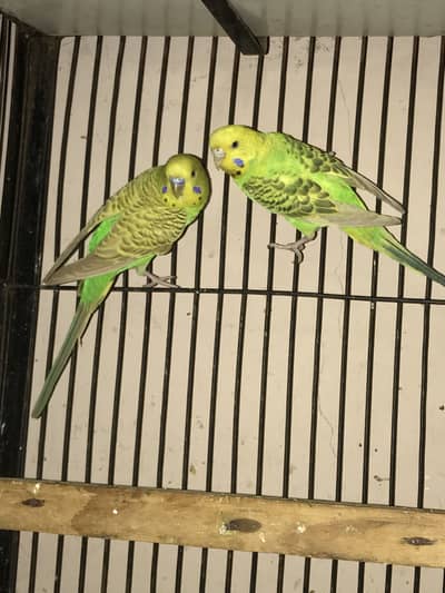 Spangle budgies pair