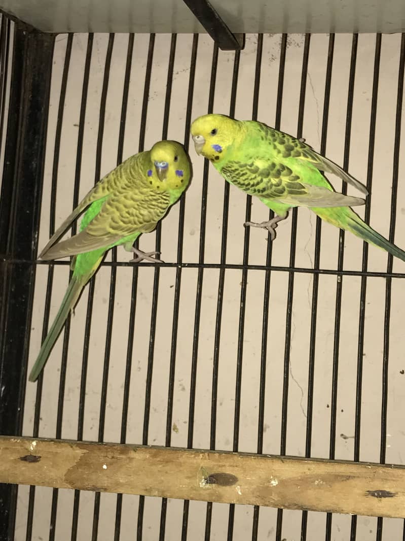 Spangle budgies pair 0
