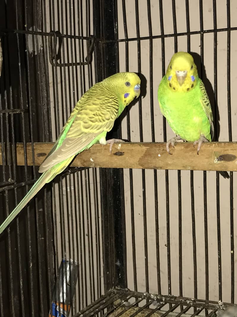 Spangle budgies pair 8