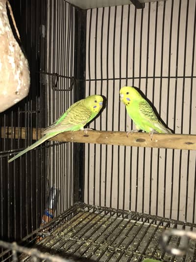 Breeder pair