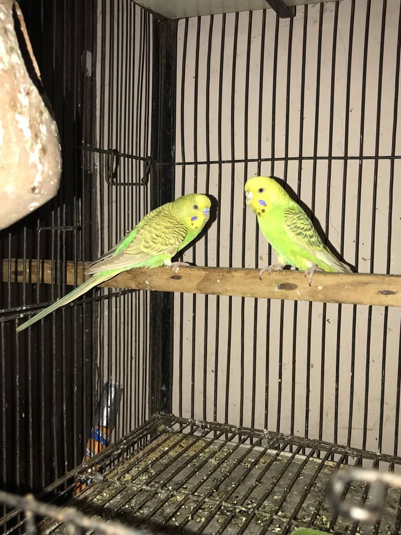 Spangle budgies pair 1