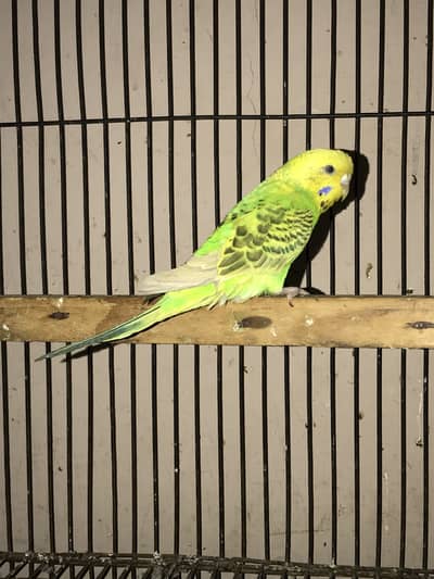 Breeder pair