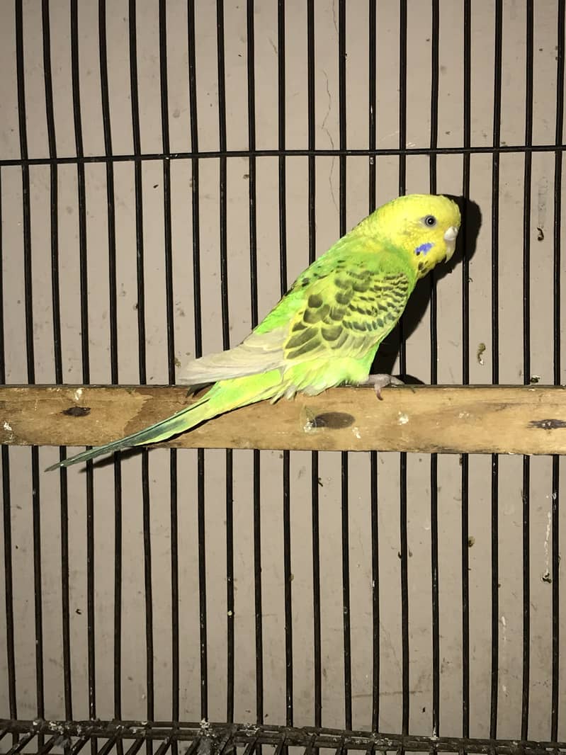 Spangle budgies pair 10