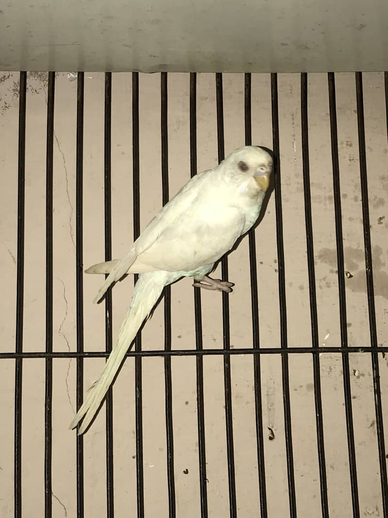 Spangle budgies pair 11