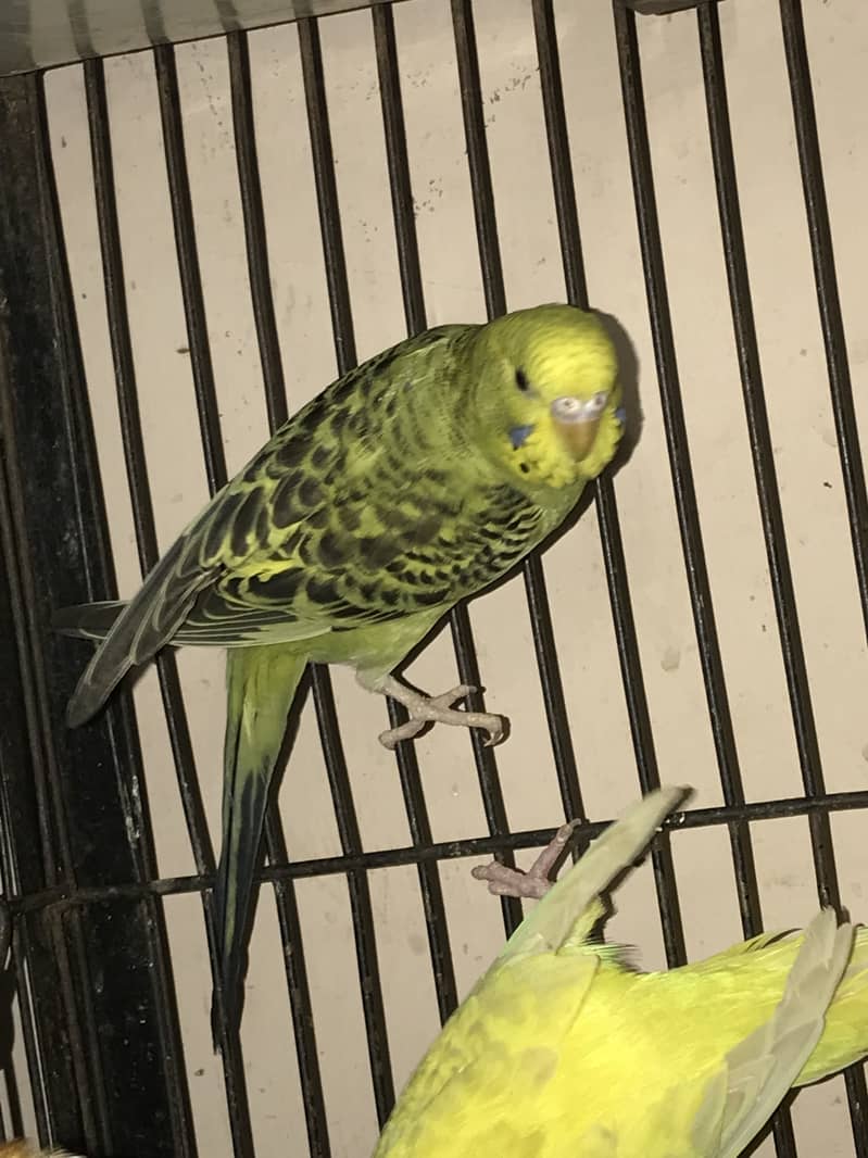 Spangle budgies pair 13