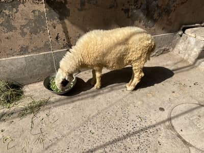 gaban mundri paid 3 mah se opar lagi ha dosri bar sone wali ha