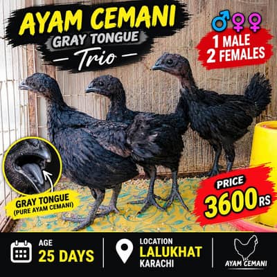 ayam Cemani gray tongue trio