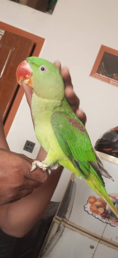 Raw parrot jumbo size with cage