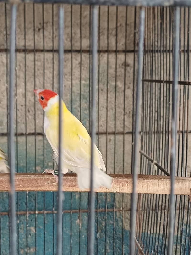 Goldian Males and Opal Java Breeder Pair 0