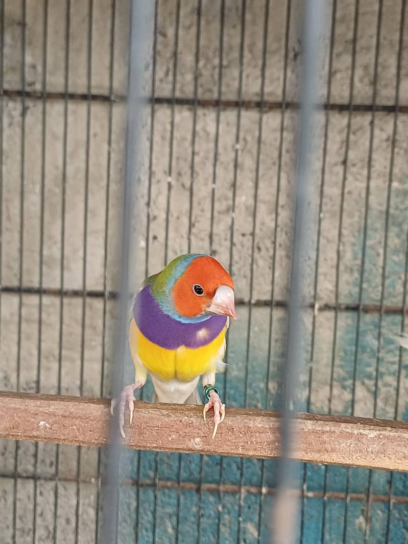 Goldian Males and Opal Java Breeder Pair 1