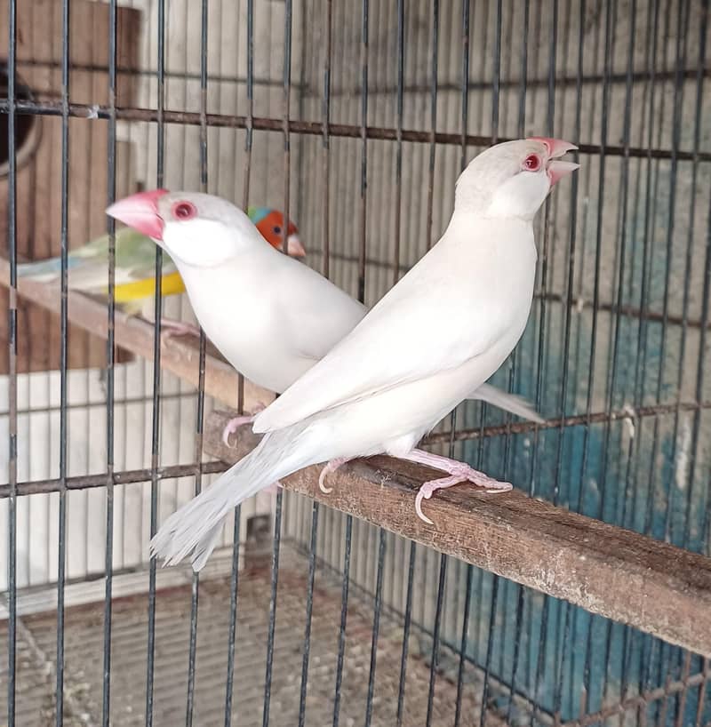 Goldian Males and Opal Java Breeder Pair 2