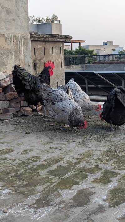 Australorp eggs