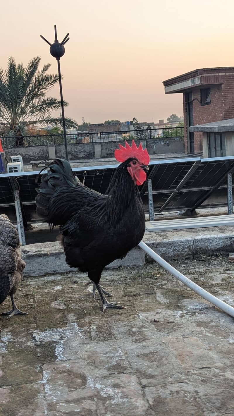 Australorp eggs 1