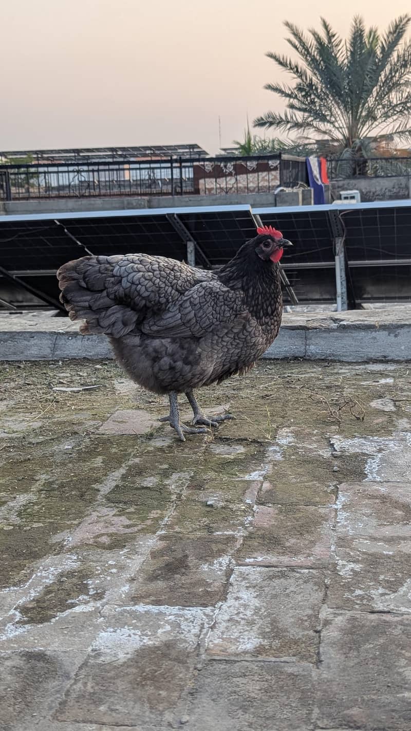 Australorp eggs 2